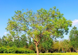 渤海大学
